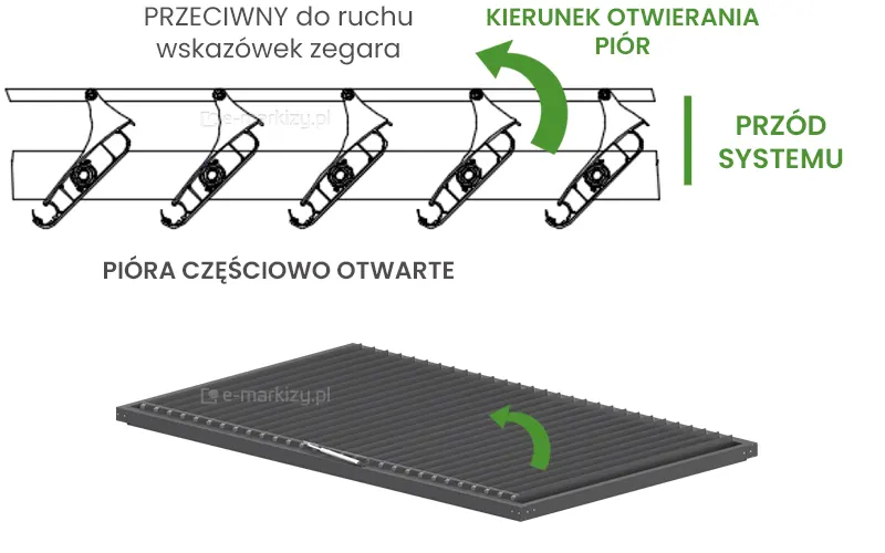 pióra lameli obracają się przeciwnie do kierunku wskazówek zegara